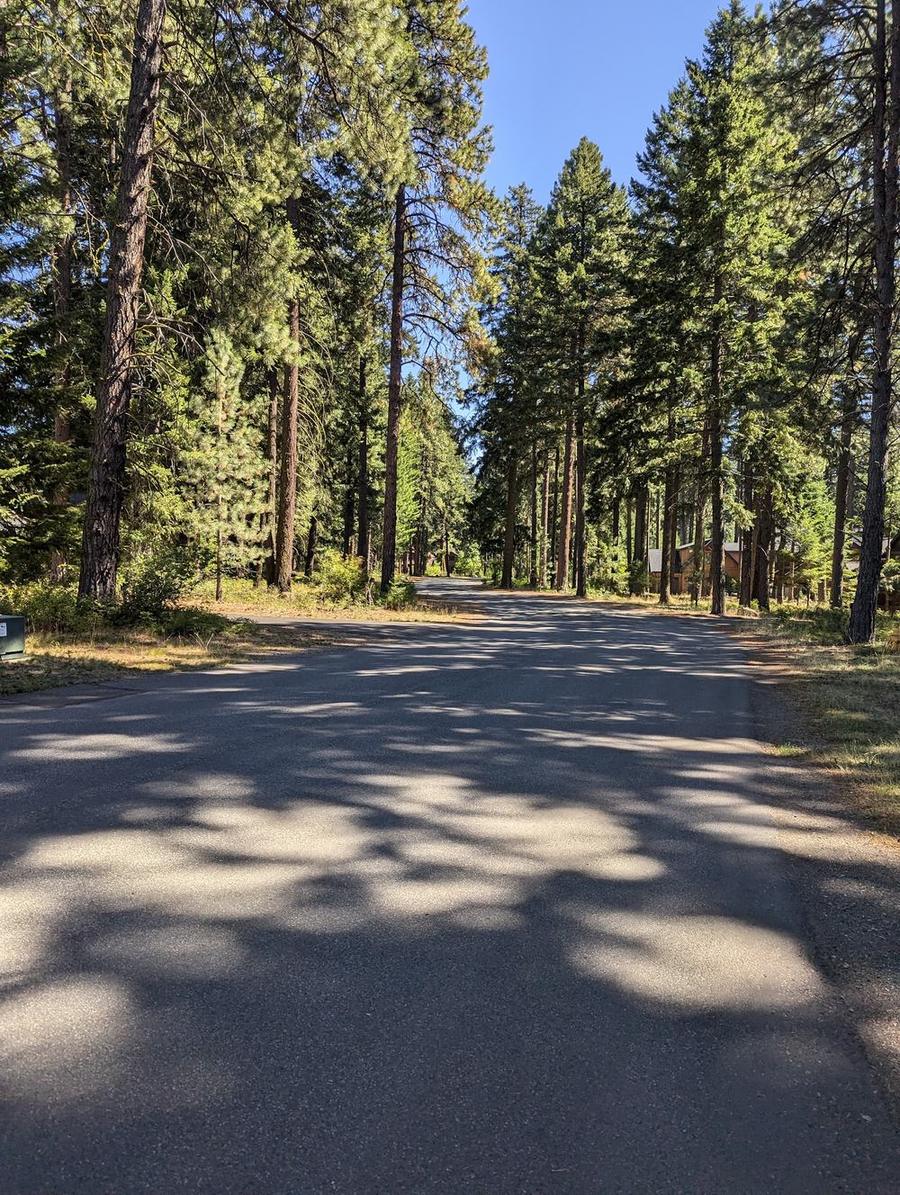 A quiet path winding through tall pines